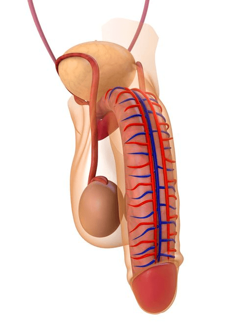 penisin yapısı